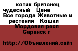 котик британец чудесный › Цена ­ 12 000 - Все города Животные и растения » Кошки   . Мордовия респ.,Саранск г.